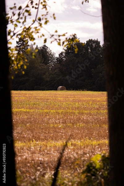 Fototapeta An artistic photo of a haybale in a freshly gathered field of wheat