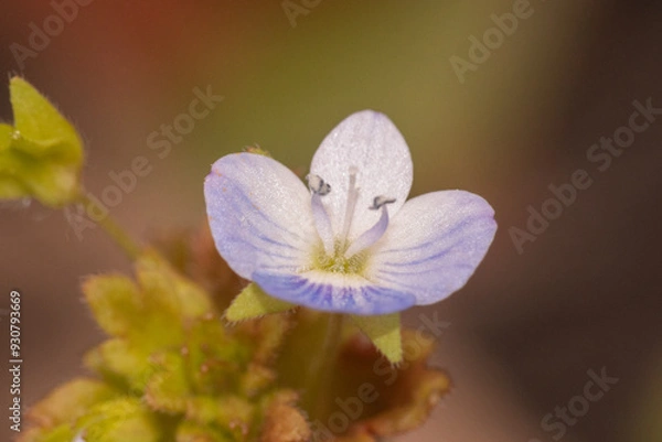 Fototapeta A small up close view of a flower