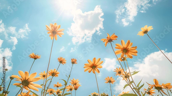 Fototapeta In spring or warm summertime, the vibrant orange blossoms of Jerusalem artichokes contrast with a cloudy blue sky.