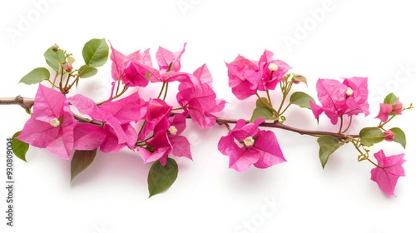Fototapeta Blooming bougainvi inflorescence and branch flowers