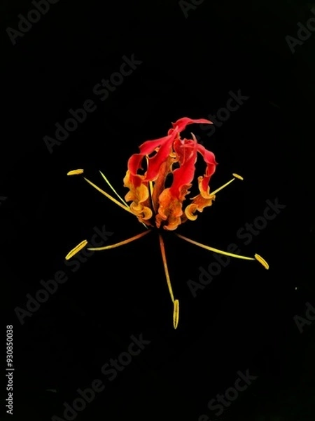 Obraz fire flowers isolated on black