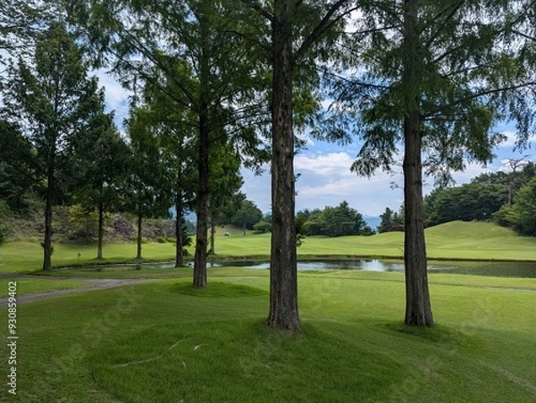 Obraz trees in the park