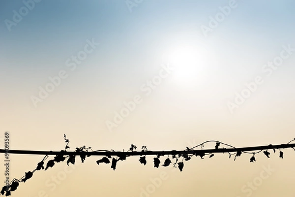 Obraz silhouette vine background
