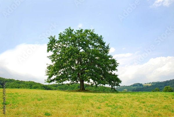Obraz sole tree on green meadow