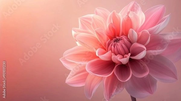 Fototapeta bright pink flowers with soft petals. The flowers stand on a soft gradient background creating a romantic atmosphere.