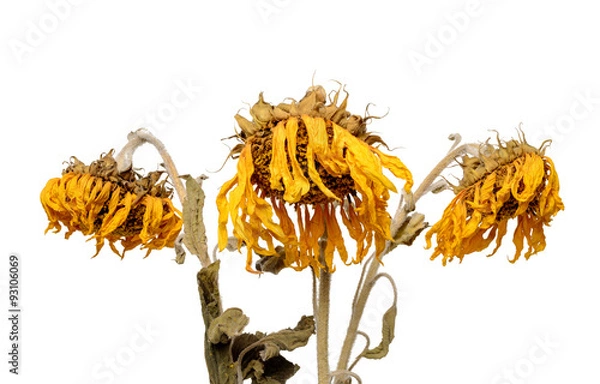 Obraz Three dried sunflowers isolated on white background