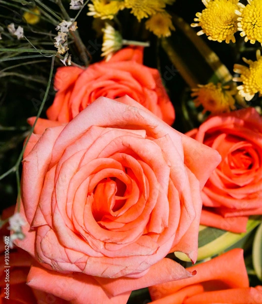 Fototapeta Closeup shot of blooming pink roses by morning sunlight.