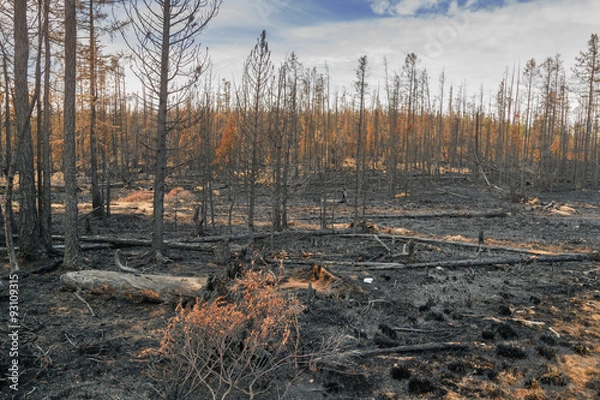 Obraz In  forest after the fire