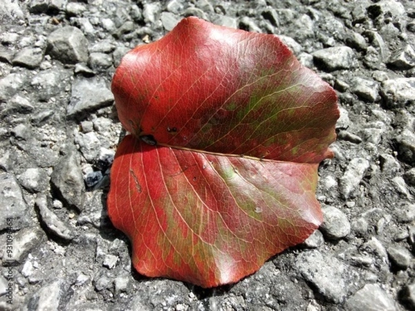 Obraz red maple leaf