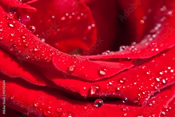 Obraz Red rose, water drops