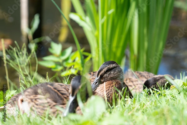Obraz three ducklings are sitting on the green grass, basking in the sun, with their heads pulled in and looking to the right, in the background there is a pond and a tall 