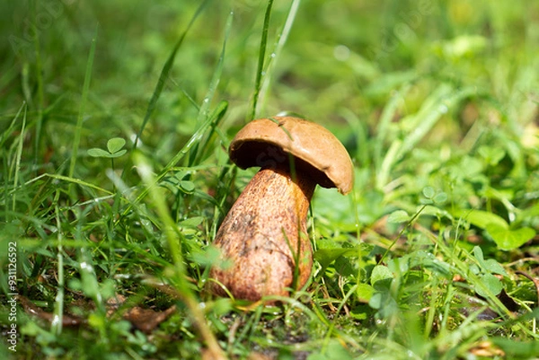 Obraz in sunny weather, a large white mushroom with a brown stalk grows among the grass
