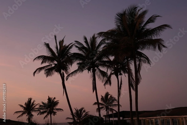 Fototapeta Silhouettes de grands palmiers au coucher du soleil au Sénégal. Ambiance paisible tropicale avec des longs troncs et feuilles se découpant dans un ciel mauve orangé
