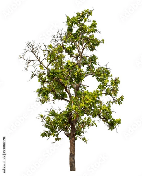 Obraz Green tree isolated on transparent background with clipping path and alpha channel.
