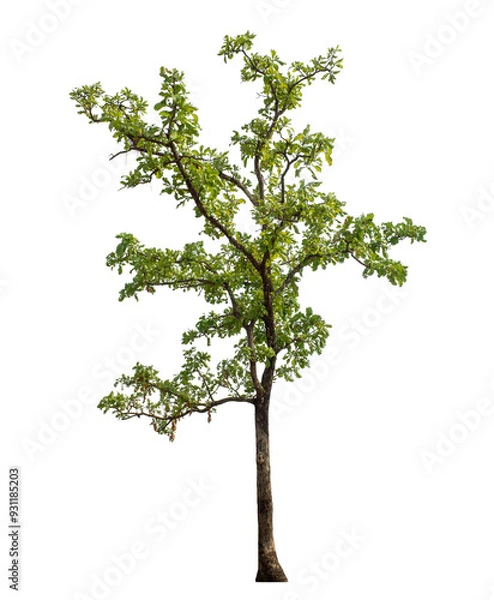 Fototapeta Green tree isolated on transparent background with clipping path and alpha channel..