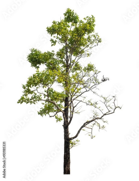 Fototapeta Green tree isolated on transparent background with clipping path and alpha channel.