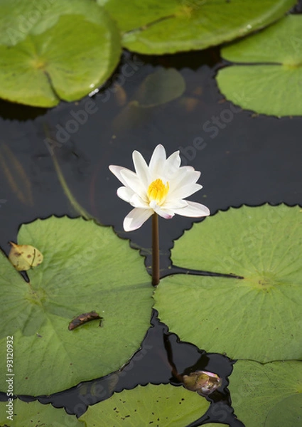 Obraz Цветок белого лотоса на воде. Шри-Ланка