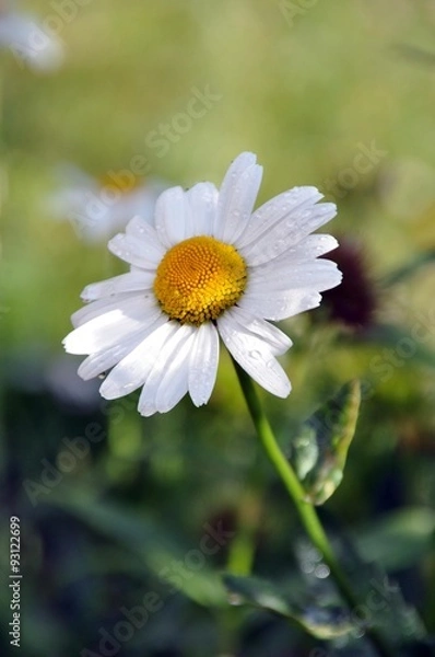 Fototapeta Margerite im Garten