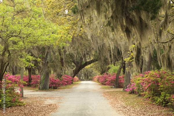 Obraz Bonaventure Cemetery