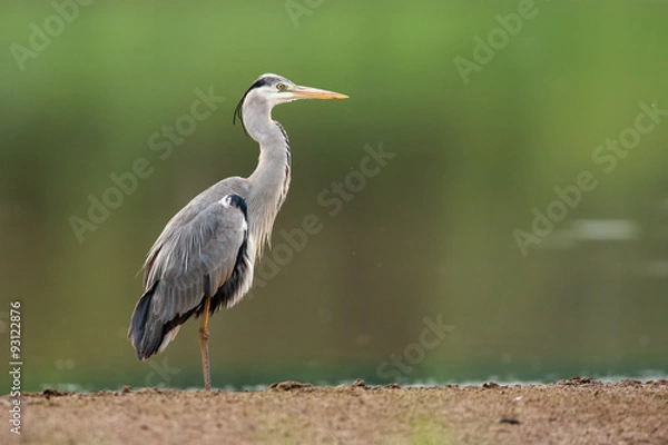 Obraz Grey Heron in the nature