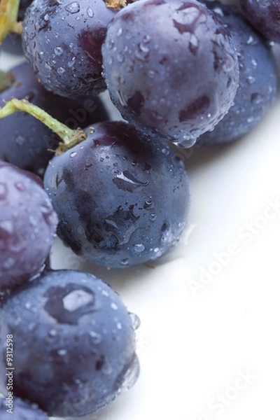 Obraz Grapes