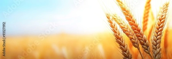 Obraz A golden wheat field at sunset
