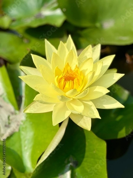 Obraz Yellow Lotus flower in a pond with Lilly pads. Nelumbo nucifera, also known as sacred lotus, Indian lotus,[1] or simply lotus, is one of two extant species of aquatic plant in the family Nelumbonaceae
