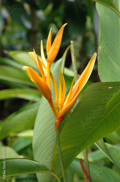 Obraz heliconia subulata
