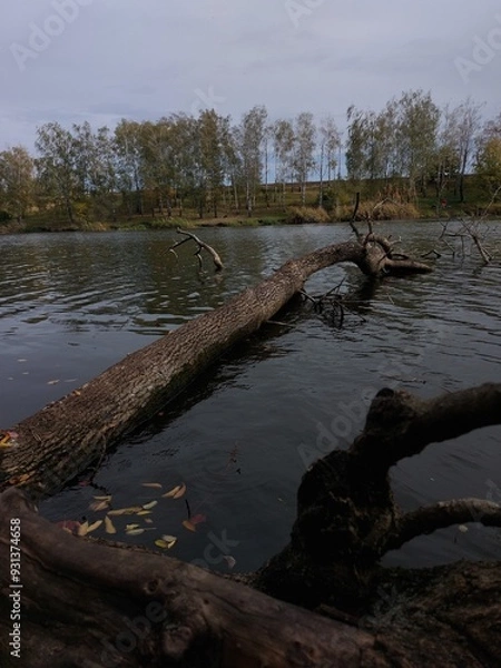 Obraz fallen tree in the lake