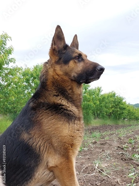 Obraz german shepherd dog