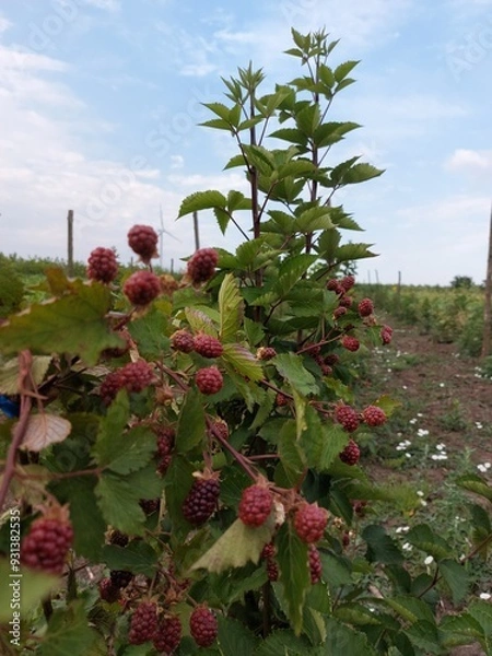 Obraz unripe blackberries