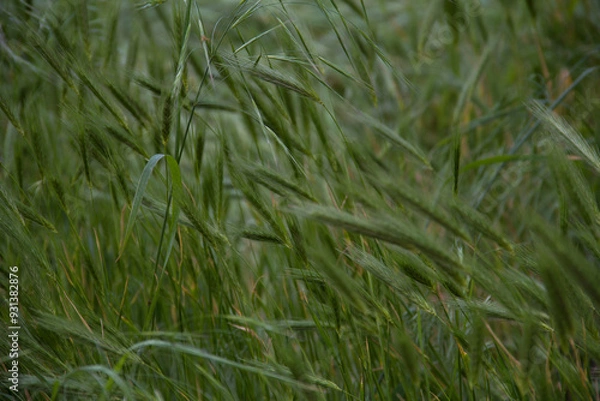 Fototapeta green grass