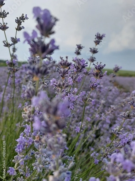 Obraz lavender