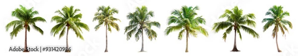 Fototapeta coconut tree png cut out element set