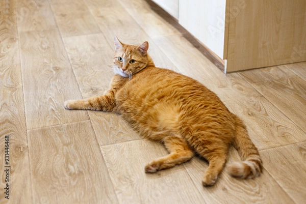 Fototapeta Adorable ginger kitten purebred straight lying on its back, top view, on a wooden background. Flat Lay fat cat well-eat and relax on the floor at home.
