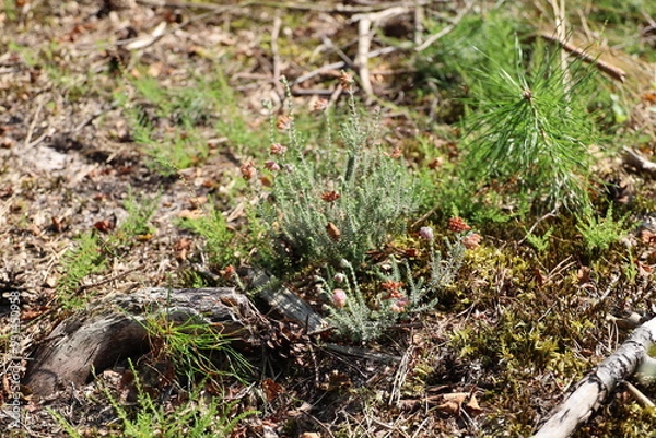Obraz Purple flowers of heather in bloom on the Veluwe
