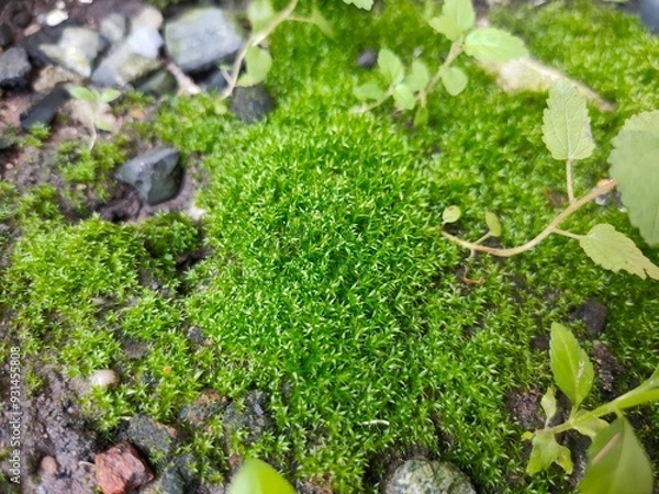 Obraz green moss on the stone