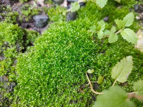 Obraz moss on the stone