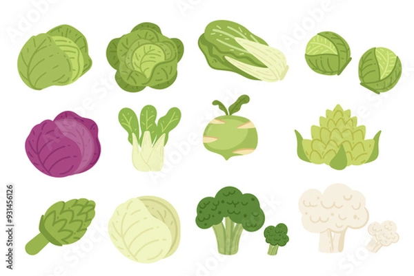 Obraz Set of assorted leafy vegetables including cabbage and lettuce. Different types of cabbages. Vector illustration isolated on white background
