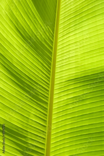 Fototapeta leaf of banana palm