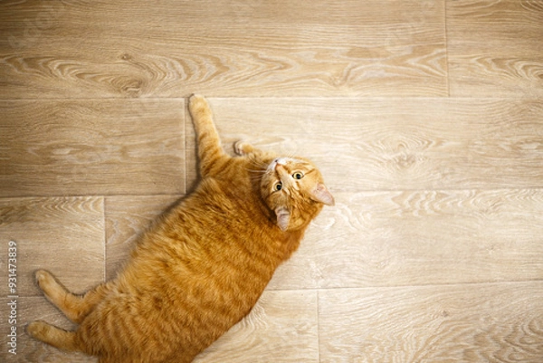 Fototapeta Adorable ginger kitten purebred straight lying on its back, top view, on a wooden background. Flat Lay fat cat well-eat and relax on the floor at home.