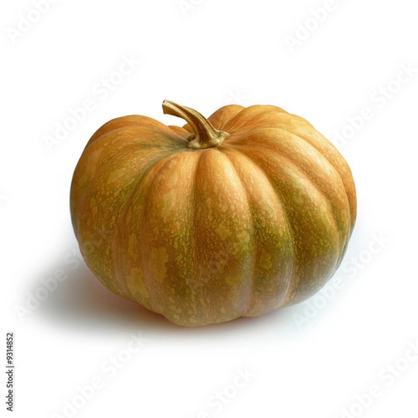 Fototapeta ZUCCA  tipico ortaggio d'autunno simbolo della festa Halloween