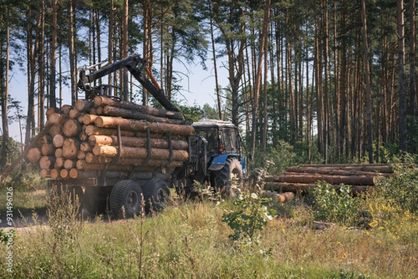 Obraz Tractor works in the forest. Timber harvesting