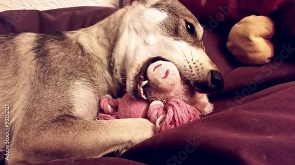 Obraz Frustracja w psie dni