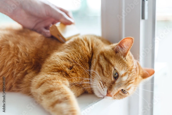 Fototapeta man hands combing fur of a fat ginger cat with brush. man taking care of pet removing hair at home. Cat grooming, combing wool. Express molt. Beautiful cat in a beauty salon. Grooming animal cat.