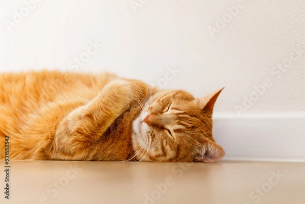 Fototapeta Adorable ginger kitten purebred straight lying on the floor, top view, on a white background. Flat Lay fat cat well-eat and relax on wooden floor at home.