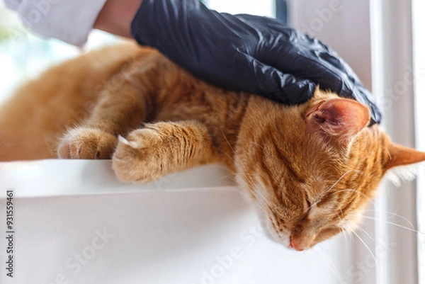 Fototapeta Close up of woman veterinarian in black protective gloves stroking a sleepy cat. Cat visiting vet for regular check up..