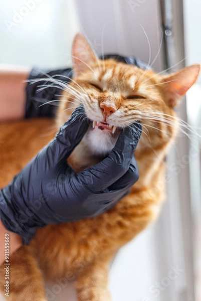 Fototapeta Pet Toothcare. Closeup Of Cat With Opened Mouth While Pet Owner Examining It's Teeth, Gums And Cavity Inside. Feline Oral Hygiene Routine, Teeth Cleanings And Care Concept. Panorama, Cropped.
