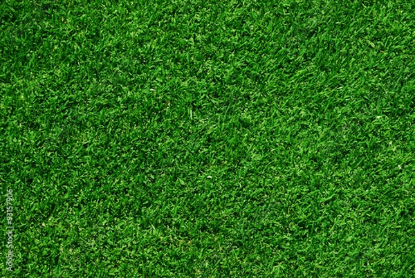 Fototapeta green grass background