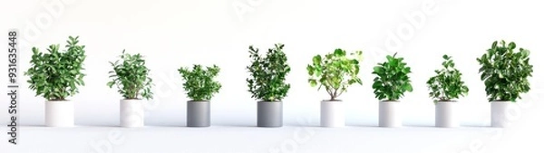 Fototapeta Row of potted plants with varying leaf shapes and sizes
